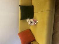 Güzel pomeranian kızım