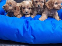 İNANILMAZ GÜZELLİKTE MALTİPOO YAVRULAR
