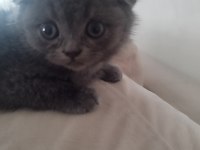 Minik scottish fold yeni yuvasını arıyor