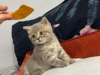 British shorthair akıl küpüm