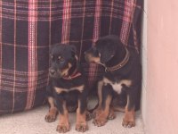 Kaliteli iri kemikli rottweiler yavru