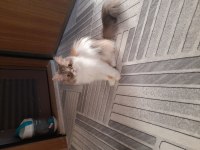 İran kedileri