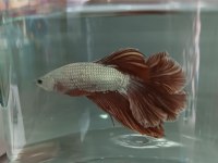 betta balıkları