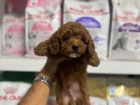 Sevimli Toy Poodle Yavrularımız