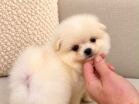 Kar Beyaz Pomeranian Boo