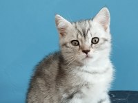 British Shorthair Tabby Erkek