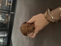 Ev doğumlu baba teacup Kore, toy Poodle anneden yavrular