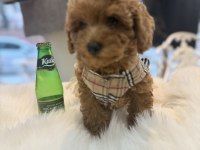 Teslime hazır toy poodle yavrular