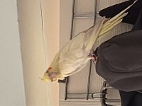 YAVRU SULTAN ELE ALIŞIK
