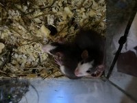 Ele alışkın rat yavruları