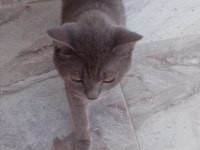 Uysal aşılı kısırlaştırılmış cins kedimiz ücretsiz