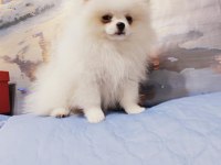 Pomeranian baby face