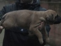 A Kalite Presa Canario Yavruları