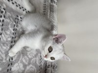 Sliver yavru kedi