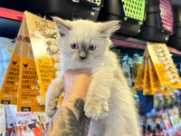 SERTİFİKALI - IRK VE SAĞLIK GARANTİLİ RAGDOLL KEDİLER