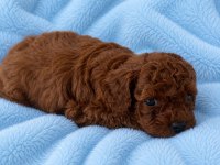 Kore Teacup Erkek Poodle Yavrular