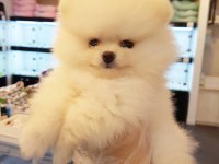 Pomeranian Boo Yavruları