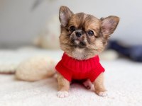 Gold Chihuahua Wc Eğitimli