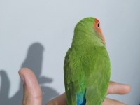 1 yaşında erkek sevda papağanı