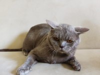 2 Yaşında Tatlı British Shorthair
