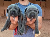 A KALİTE CANE CORSO YAVRULARI