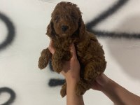 Red Brown Poodle Yavrularım