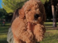 FCI / KIF SECERELİ ŞAMPİYON ANNE VE BABADAN POODLE YAVRULAR