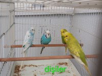 Dişi ve erkek muhabbet kuşu