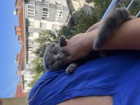 2 Aylık Yavrular scottish fold