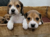 Beagle yavrularımız ırk garantilidir