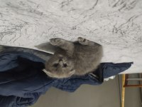 2 aylık scottish fold - blue point melezi