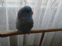 5 aylık konuşan forpus
