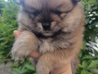 Tatlılık abidesi son 2 yavru 1 dişi 1 erkek pomeranian