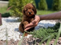 TOY POODLE YAVRULARI