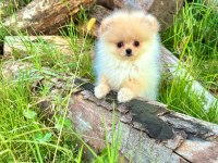 Teddy face pomeranian
