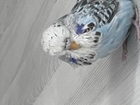 Show Jumbo Dişi Yavru Show Jumbo Dişi Yetişkin Muhabbet Kuşu