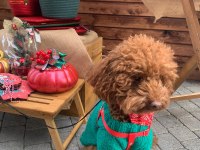 Korea Kan Red Brown poodle 2 yaşında damızlık erkek