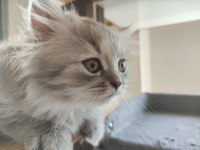 Yavru cins british longhair uygun puanlı