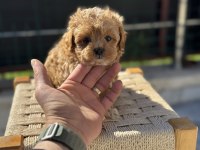 En güzel maltipoo yavrular ziyarete açık