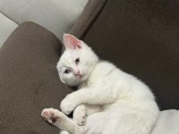 Safkan British Shorthair Bluepoint