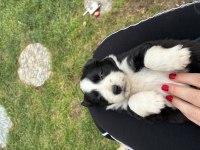 Ücretsiz yavru köpeğimiz sahiplendirme ilanı