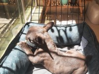 Sahiplendirmek üzere 7 aylık french bulldog
