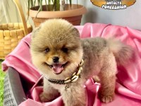 Antalya garantili ayı surat pomeranian boo yavru