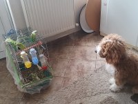 4 AYLIK AŞILARI TAM ÇİP TAKILI PASAPORTLU EĞİTİMLİ POODLE