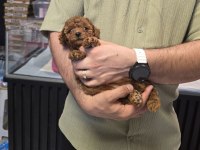 Toy poodle bebeklerimiz