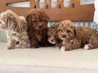 Wc eğitimli kore maltipoo yavrularımız