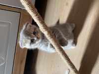 British shorthair kediler