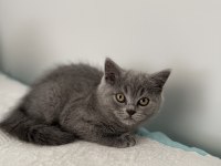 British shorthair 2 aylık dişi