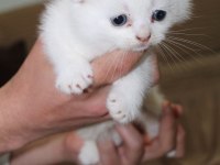 Rezerveye hazır güzel scottish fold yavrularım