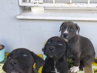 Cane corso yavruları